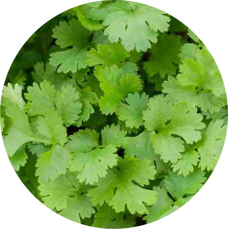 Coriander - Neelam(30 Days)